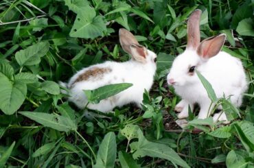 Baby cute bunnies in field convolvulus - Kumpo Mc