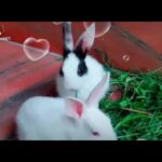 Cute 🐇 Rabbit