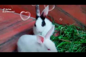 Cute 🐇 Rabbit