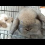 Cute Holland Lop Bunny Daily Growth, Newborn to Day 38 (HD)