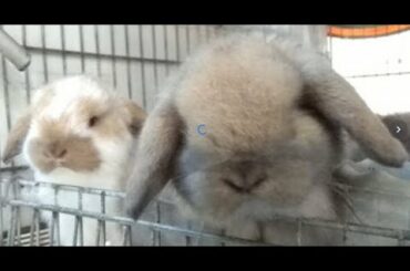 Cute Holland Lop Bunny Daily Growth, Newborn to Day 38 (HD)