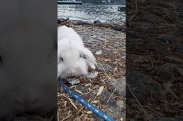 The most cute rabbit in the world اجمل ارنب في العالم