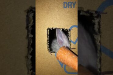 Cute baby rabbit snatching carrot