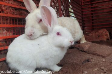 The Cute Bunny Rabbit With Mom