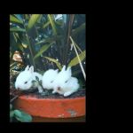 Cute Baby Rabbits Playing | White Rabbits | Animals Of World