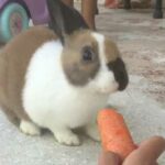 Super Cute Rabbit Eating🥰😍