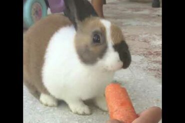Super Cute Rabbit Eating🥰😍