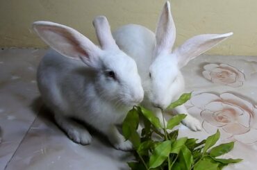 Two Cutest Rabbits eating vegetable (PomPom & PoyPoy)