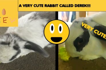 TEW - A Very Cute Rabbit Called Derek!!!
