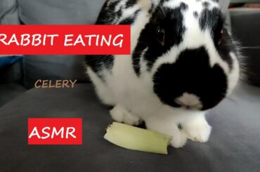Rabbit Eating Celery ASMR | TEDDY