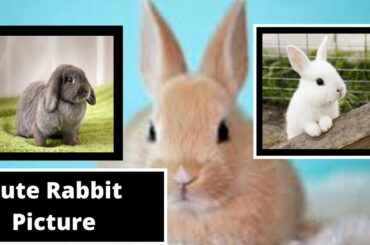 Cute Rabbit Photo
