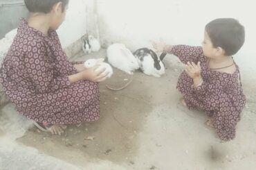 rabbit play area|| rabbit video