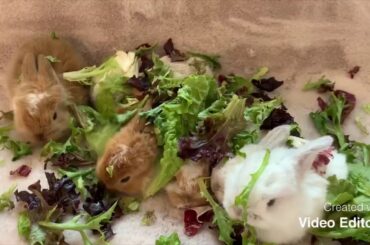 Peter Rabbit Baby Bunnies