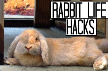 Rabbit Life Hacks