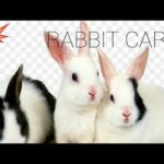 Cute rabbit rabbit care