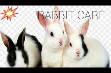 Cute rabbit rabbit care