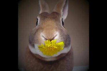 cute rabbit with flower