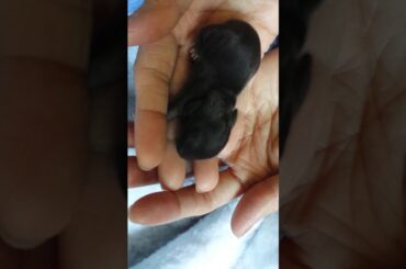 2 days old  tiny baby bunnies stretching...so cute