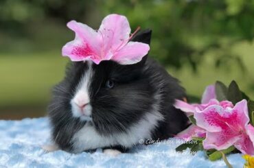 Adorable Baby Lionhead Bunnies Chillax and Play in the Sunshine at Buc~A~Buc Farm