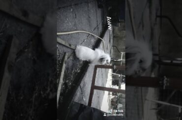 Cute Rabbit#Cute Pets