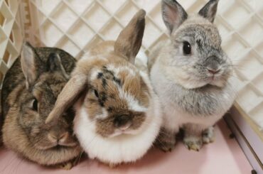 Tokki Club Weekly Cute Rabbit Video #20