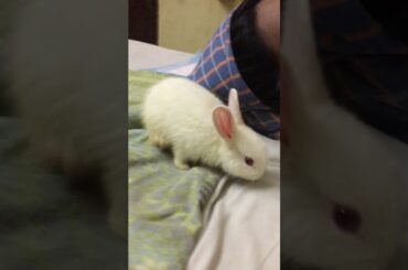 Cute baby rabbit playing 🥰