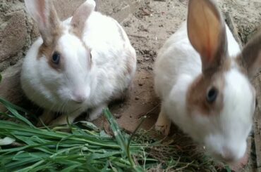 Cute Rabbit video 🐇.
