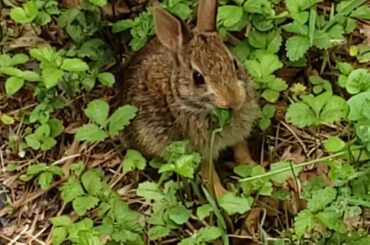 Call out wild baby Rabbit To eat