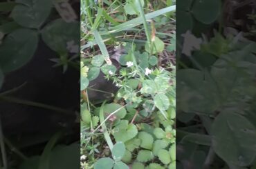 Tried to help baby 🐇🐰 rabbit (read desc)