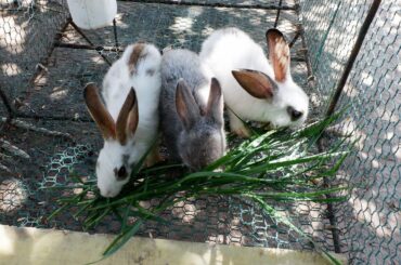 Cute bunny eating grass look like delicious in coop