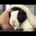 Rabbit learns he is adopted, cité friendship babies anr Rabbits