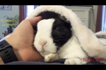 Rabbit learns he is adopted, cité friendship babies anr Rabbits