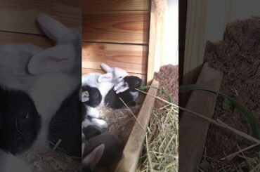 Baby rabbit eating dandelion leaf