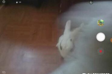 Cute rabbit (alive)