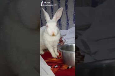 Cutest bunny ever😍😍😍