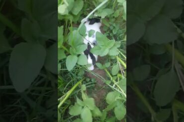 Funny Cute Bunny Rabbits Babies (rabbit) 😘