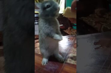 Cute Baby Bunny Loves Banana😍