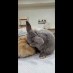 "Rabbit - A Funny And Cute Bunny Videos Compilation" HD quality