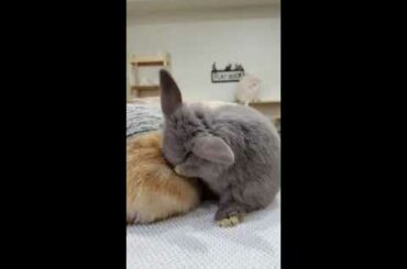 "Rabbit - A Funny And Cute Bunny Videos Compilation" HD quality