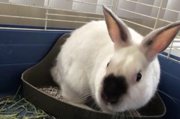 My bunny is SO CUTE!