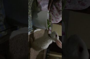 Cute baby rabbit eating leaves