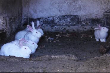 Bunny rabbit videos compilation - cute rabbits clip