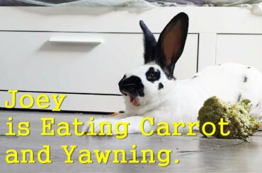 Rabbit Sounds) Joey is Eating Carrot and Yawning. Cute Bunny. 2 times rep. Pet. Yawn, Rabbit Care