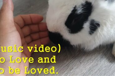 Soothing Piano Music) Bunny for Relaxing, Deep Sleep, Meditation, Stress Relief, Rabbit Joey's Video