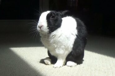 Rabbit Here Comes the Sun (Official Music Video)