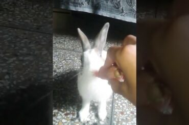 Rabbit cute and funny video !!! Chiku the cute rabbit masti