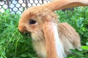 first meeting cats and baby bunny | Cute Baby Bunny