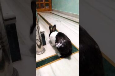 Cute rabbit cheeku 😍