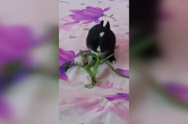 cute bunny eating grass #sweet movement