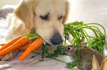 Golden Retriever Brought Carrots to Baby Bunnies
